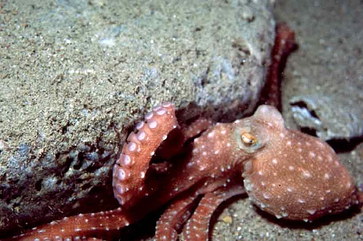 12 Octopus macropus.jpg - E' detto polpessa, ha abitudini notturnne.